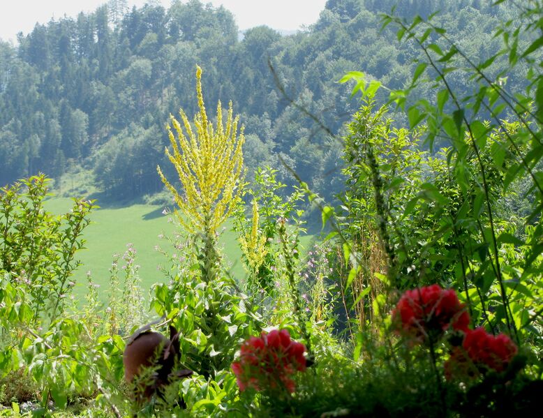 Datei:SD Blick aus Kellerstüberl.jpg