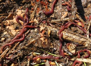 Regenwürmer unter dem Mulch