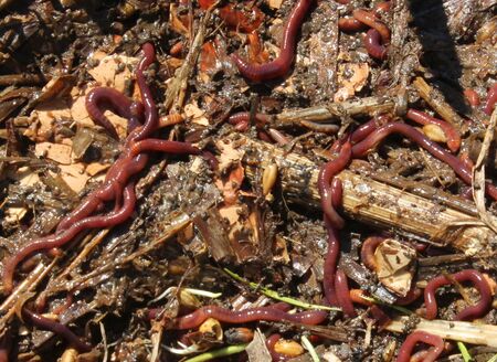 Regenwürmer unter dem Mulch