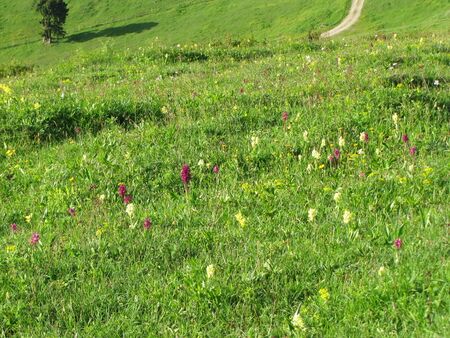 Im Mai: Orchideenparadies im Dirndltal