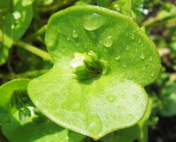 Winterportulak mit Blüte