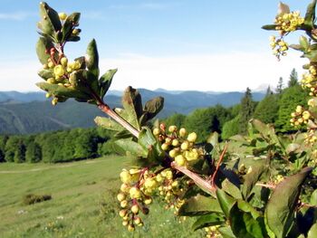 Berberitzenblüte auf dem Eisenstein