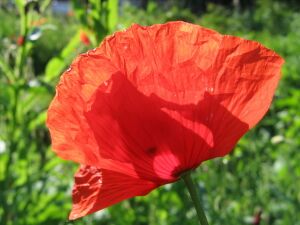 Mohnblume