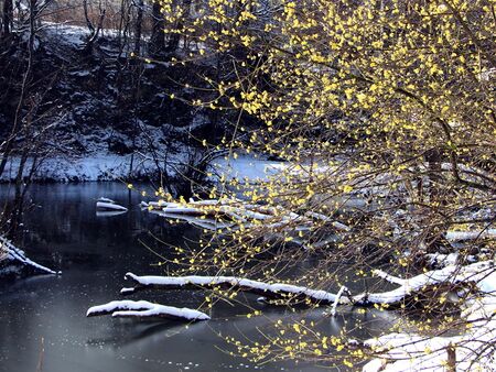 Dirndlblüte beim winterlichen Steinschaler Teich - neben der Teichbrücke