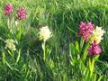 EST Orchideen Wegesrand.jpg