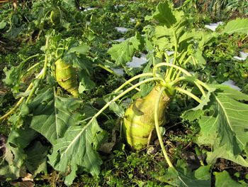 Kohlrabi in einem milden Winter