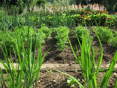 Gemüsegarten - Wegebrettl