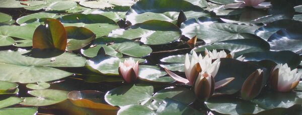 Seerose´b im Teich