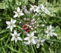 Zottiger-Bienenkäfer Gnadl.jpg