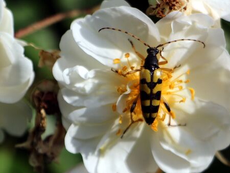 Schmalbock Käfer (Leptura quadrifasciata)