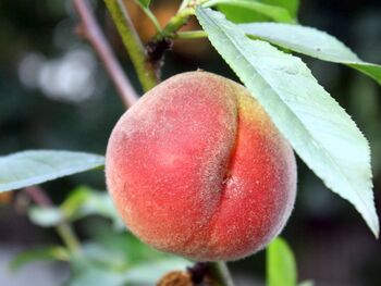 frischer Bio-Pfirsich