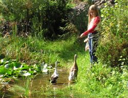 Mäfchen füttert Ende beim Teich