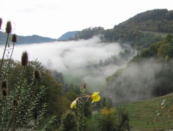 herbstliche Nebelidylle