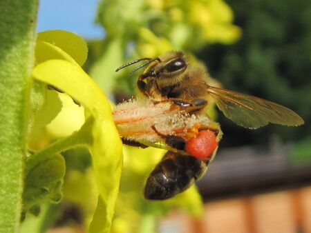 Biene auf Königskerze im Sommer
