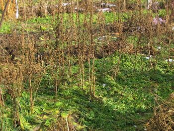 nicht abgeräumter Garten für Bodenbedeckung im Winter