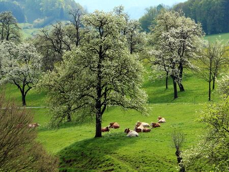 Birnenblüte und Kühe im Frühling an der Himmlischen Runde