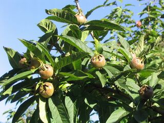 Asperl im Südgarten