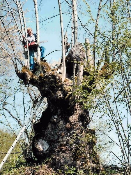 Schnoatbaum - bPflege von Naturdenkmälern