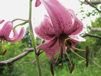 Türkenbundblüte - beim Wandern