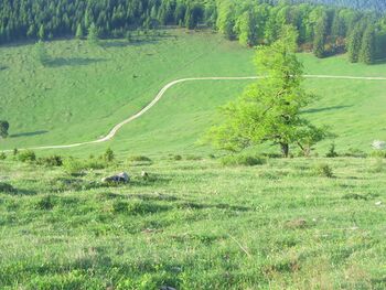 Alm Weg vom Orthbauer rauf - Frühling