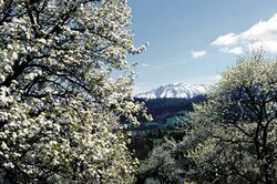 Blühende Birnbäume u. Ötscher