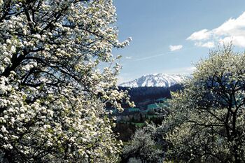 Blühende Birnbäume und Ötscher