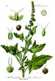 Chenopodium bonus-henricus-Wikipedia.JPG