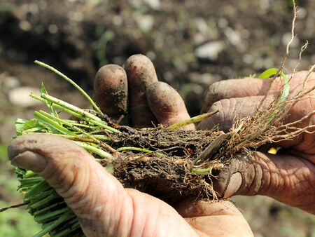 Hischhornwegerich Pflanzen - Wurzeln kürzen - wir kultivieren ihn im Garten