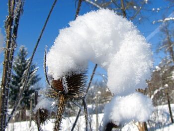 Schneebrücke auf alten Blütenstand