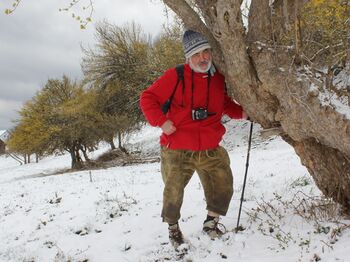 Dirndlbaum - markante Vertreter unserer Kulturlandschaft - mit Blüte im Schnee