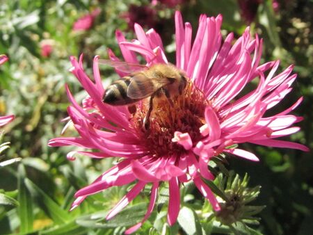 Biene landet auf Asternblüte