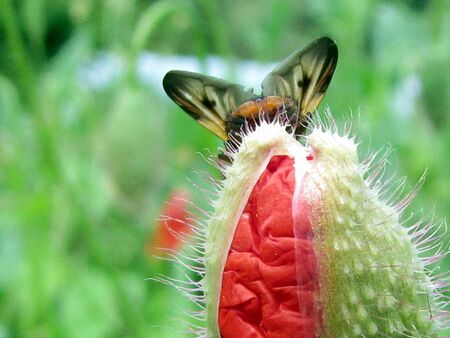 Mohnknospe mit Schmetterling