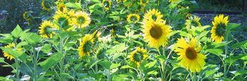 Sonnenblumen