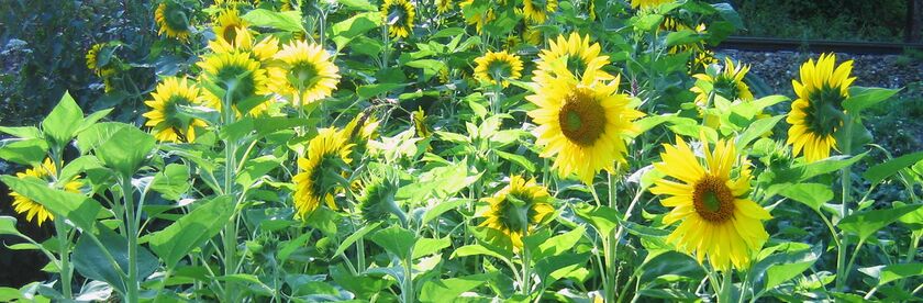 Sonnenblumen-Blüte den Steinschaler Naturgärten