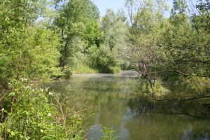 Idylle am Steinschaler Teich