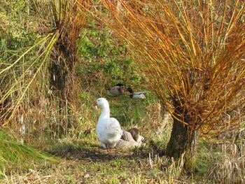 "Wachhunde" beim Teich