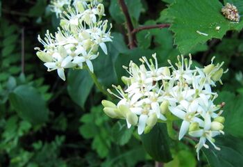 Blüte Roter Hartriegel.jpg