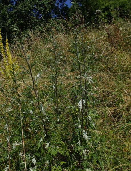 Datei:Beifuß ganz.jpg