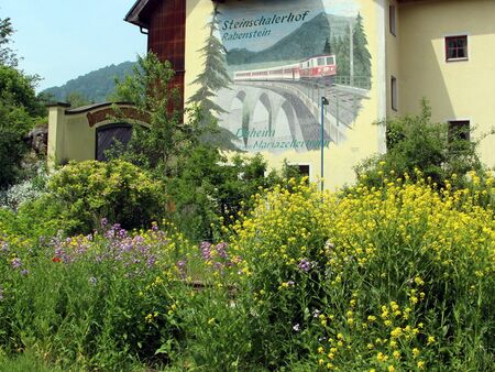 blühende Viole und Zackenschötchen vor dem Mariazellerbahnbild - Steinschalerhof