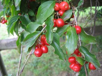 Dirndlfrucht fast reif am Strauch