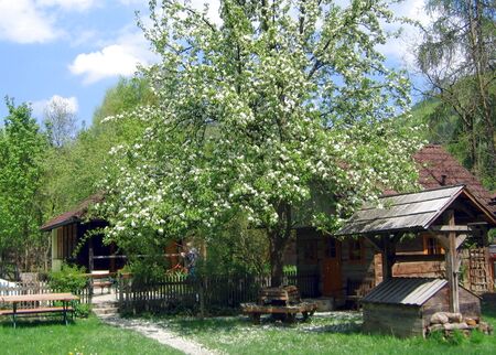 blühender Birnbaum vor Traodkasten