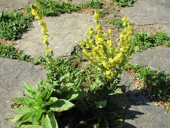 SH - Natur vor der Haustüre - Gartenweg