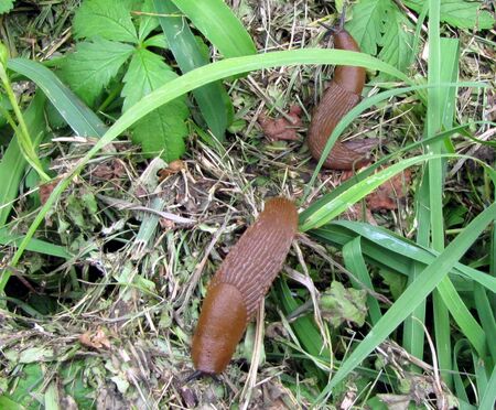 Nacktschnecken auf Mulch