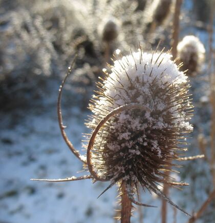 Carde mit Schnee