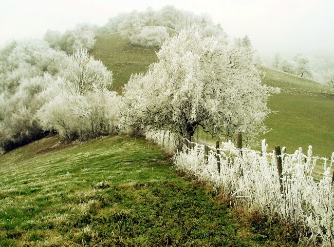 Raureif auf der Schneid