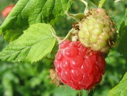 Himmbeeren