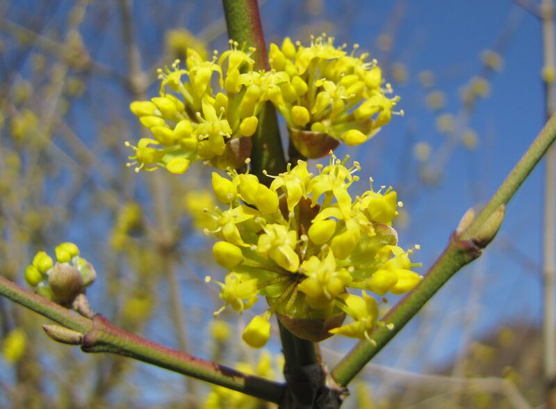 Datei:SG Dirndlblüte 21 03.jpg