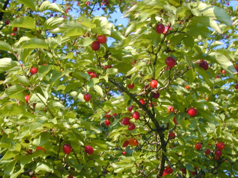 Datei:Dindl reif Blätter2.JPG