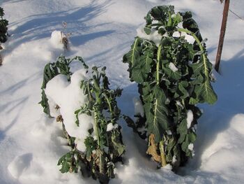 ewiger Kohl im Winter