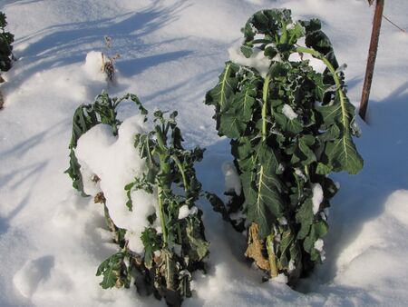 Kohl im Winter